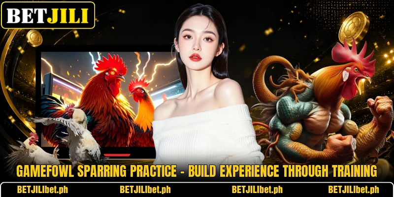 Gamefowl Sparring Practice – Build Experience Through Training