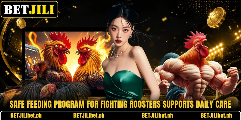 Safe feeding program for fighting roosters supports daily care Safe feeding program for fighting roosters supports daily care