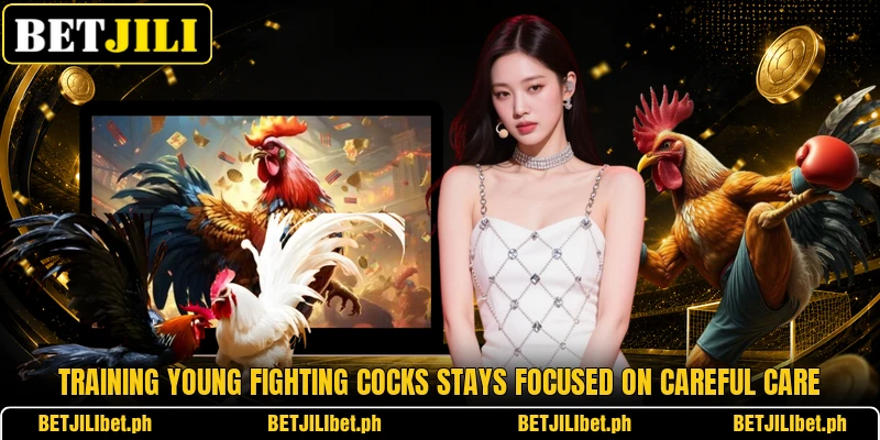 Training young fighting cocks stays focused on careful care